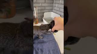 Rescue And Adopt Orphan Squirrel ❤️❤️❤️ rescueanimals rescue [upl. by Nowyt]