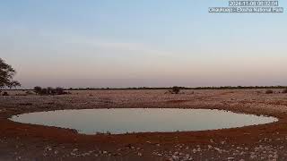 Okaukuejo Resort Wildlife Waterhole Live camera stream in the Etosha National Park in Namibia [upl. by Annawik]