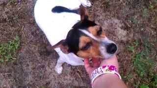 Jack Russell Terrier races Rat Terrier [upl. by Kessler]