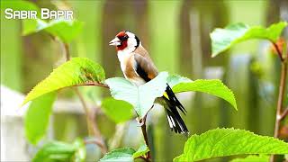 Goldfinch Calling [upl. by Wolfson]