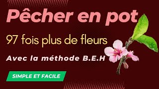 Un petit pêcher avec 97 fois plus de fleurs [upl. by Cann]