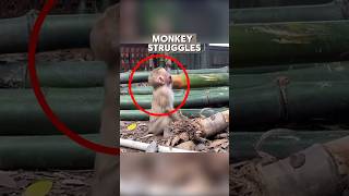 Can This Monkey Be Saved Watch the Heartwarming Rescue viralshorts [upl. by Rowley]