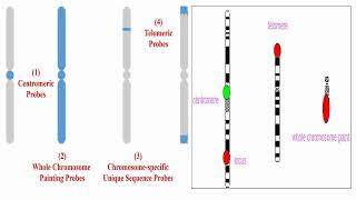 Whole Chromosome Probes Centromere Probes and Telomere Probes [upl. by Kcirneh209]