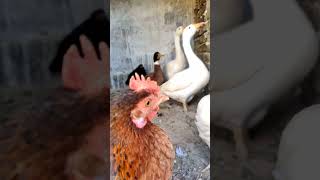 quotFeathered FriendsAdorable HenRoosterGooseGuineafowl Chicks in Their Cozy Cage🐣🦢Chicks Birdsquot [upl. by Kathrine]