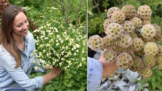 Sowing Saved Starflower Seeds amp Feverfew Inside  Scabiosa stellata  Northlawn Flower Farm [upl. by Comptom]