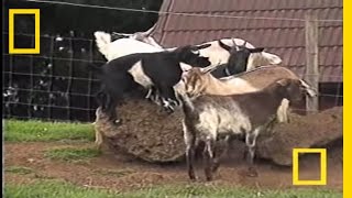 Fainting Goats  National Geographic [upl. by Silsbye]