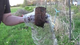 Planting Highbush blueberries in Missouri [upl. by Avonasac]