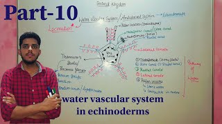 water vascular system  Ambulacral System in echinoderms csirnetjrf csirnet mducee2023  lec43 [upl. by Riggall]