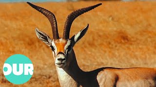 The Antelopes That Inhabit The Great Hunting Grounds Of Africa  Our World [upl. by Barr]