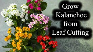 How to Grow Kalanchoe from Leaf Cutting  Full Guide [upl. by Olbap]