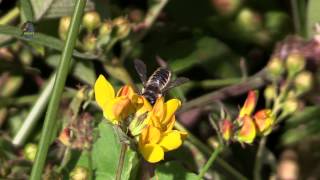 MEGACHILE  Megachilidae  Abeille Solitaire  BRUITX [upl. by Idnal673]