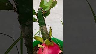 Grow Dragon at Home  Using Aelovera farming plants shorts [upl. by Dody304]