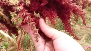 When To Harvest Amaranth [upl. by Hardi]