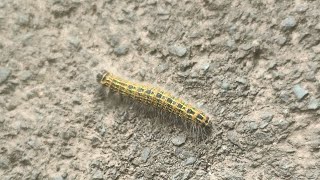 BuffTip Moth Caterpillar butterflyconservation [upl. by Witte]