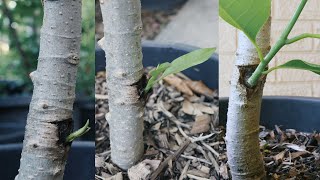 Growing Michelia Alba X or Magnolia x Alba by Grafting to Michelia Champaca Rootstock in My Garden [upl. by Neeroc]