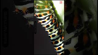 🐛Papilio machaon  Old World swallowtail CATERPILLAR  Oruga Macaón shorts nature new [upl. by Ylrbmik273]