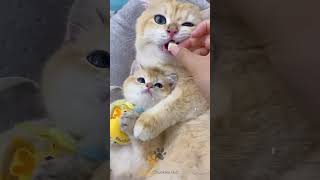 Funny Cats Compilation Nonstop Laughs funnycats shorts [upl. by Brinson]