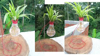 Chlorophytum comosum  Gardening Ideas  Live Plants  Spider Plant  Gardening  Creative Gardening [upl. by Obbard]