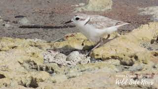 Nesting Snowy Plover Companion Reel [upl. by Samal]