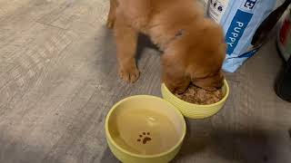 What do you feed your puppy not sponsored Golden retrievers are considered a large breed [upl. by Brady]