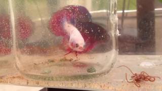 Betta Fish Courtship Crowntail F x Veiltail M [upl. by Yelra]