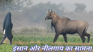 Nilgai aur Insan me se kaun darta hai  Techearth 💐💐 [upl. by Fisuoy888]