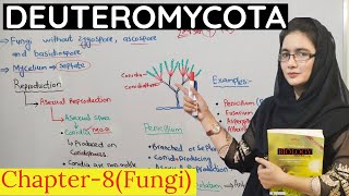 what is Deuteromycota  penicillium class11Deuteromycota class 11  fungi  urduhindi [upl. by Mal]