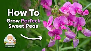 When to Sow Sweet Pea Seeds [upl. by Bobina495]