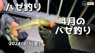 【ハゼ釣り】 4月のハゼ釣り 2024年4月5日 [upl. by Lissner633]