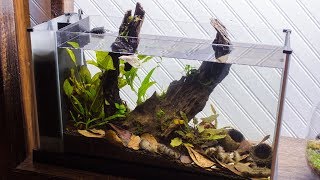 Making a Blackwater Betta Aquarium [upl. by Snider]