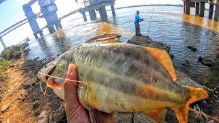 SiguequotLLENO DE PESCADOSquotPesca y Cocina en el CEBADERO de RAMALLOquotLUGAR GRATISquotNICO REYNOSO [upl. by Adnol]