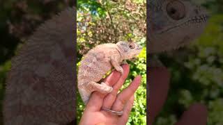 Why Chameleon Changes Colour facts shorts [upl. by Senaj165]