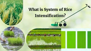 Transform Agriculture through System of Rice Intensification Maximizing Yield by 50 [upl. by Ravid219]