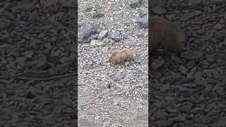 Amarnath ye pyaara sa bear [upl. by Yerg245]