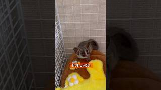 Bushbaby ドットちゃん部屋んぽshots bushbaby おさるさん ショウガラゴ ブッシュベイビー [upl. by Arannahs382]