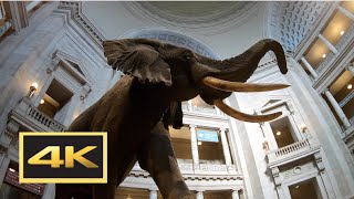 Natural History Museum New Dinosaur Exhibit Walking Tour in 4K  Washington DC [upl. by Ahsuoj]