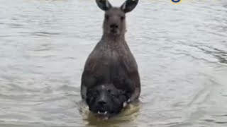 Never Let Your Dog In The Water With A Kangaroo… [upl. by Yrocal]