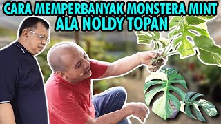 CARA MEMPERBANYAK MONSTERA MINT ALA NOLDY TOPAN [upl. by Pejsach]