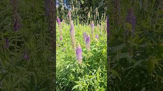 Invasive Plant  Lupine  Lupinus Perennis in Minnesota conservation nature [upl. by Tnemelc314]