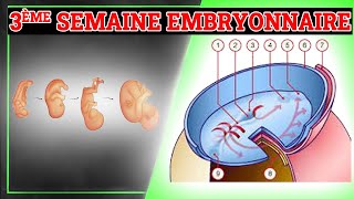 3ème Semaine du Développement Embryonnaire  Embryologie Humaine [upl. by Devol727]