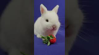 COELHO NETHERLAND DWARF COMENDO UM MORANGO coelho rabbit cuteanimals [upl. by Rozanna]