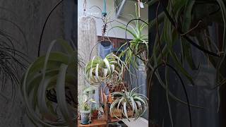 My Tillandsia mini collection tillandsia nature relaxingmusic [upl. by Ramos451]