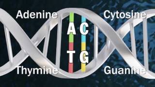 DNA Methylation [upl. by Ahsuoj]