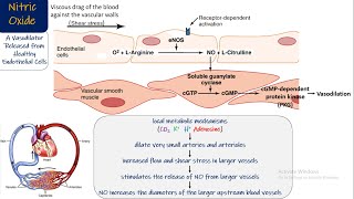 Nitric Oxide Endothelin Chapter 17 part 7 Guyton and Hall Physiology [upl. by Cartan410]