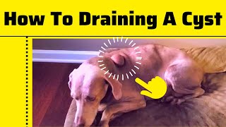 How To Draining And Remove a Cyst On a Dogs By a Nurse Practitioner 2023 [upl. by Everson]