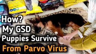 Parvovirus in Dogs  Causes Symptoms and Treatment  6 Days treatment  Early symptoms of PARVO [upl. by Nahpets]