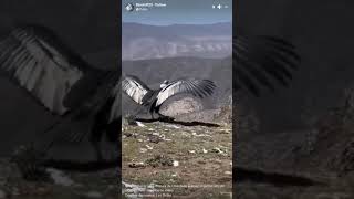 Andean condor release 2024 03 19 09 12 [upl. by Galatea901]