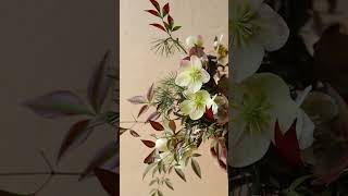 Hello hellebores arrangingflowers flowerbouquet helleborus [upl. by Decato611]