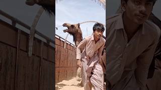 Camel in truck loading attack camels shorts madan الجمال جمال QuranBestVoices [upl. by Wescott]