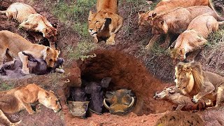 What Warthog Had To Do To Escape The Lions Hunt  Survival Battle  The Harsh Life of Animal World [upl. by Aigroeg]